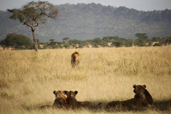 Peut-on trouver une croisière qui offre des excursions pour observer les lions de mer en Patagonie?